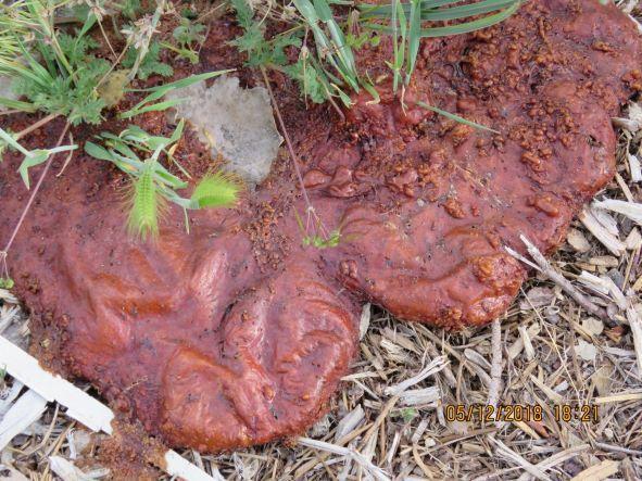 Photo of Dog Vomit Slime Mold – Day 2 or 3 of emergence